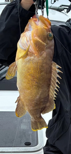 アオハタの釣果
