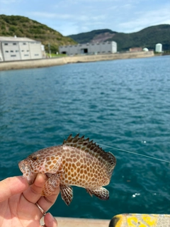 オオモンハタの釣果
