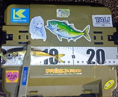 マアジの釣果