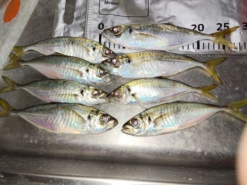 アジの釣果