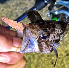 クロソイの釣果