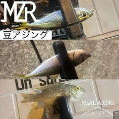 マアジの釣果