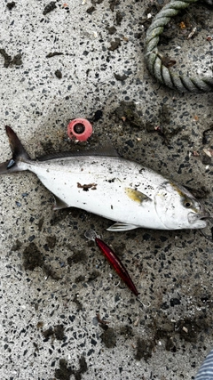 ショゴの釣果