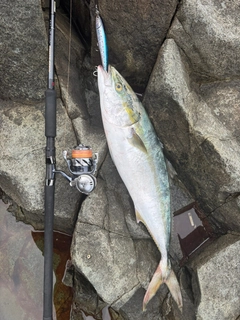 ブリの釣果