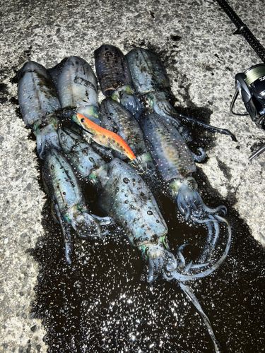 アオリイカの釣果