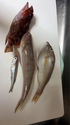 釣果