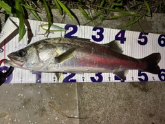 シーバスの釣果