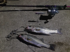 スズキの釣果