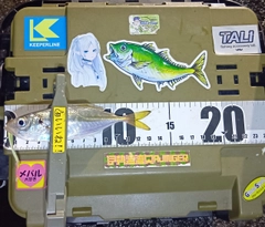 マアジの釣果