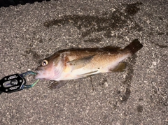 エゾメバルの釣果