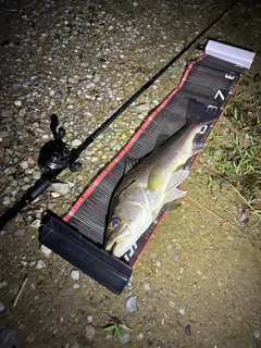 シーバスの釣果