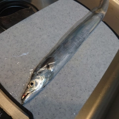 タチウオの釣果