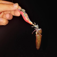 ヒイカの釣果