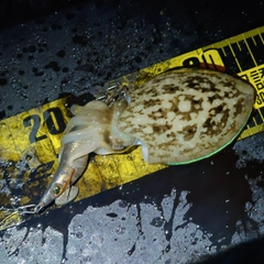 コウイカの釣果