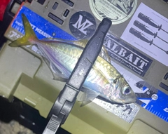 マアジの釣果