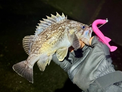 クロソイの釣果