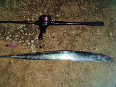 タチウオの釣果