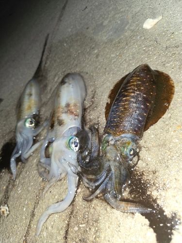 アオリイカの釣果
