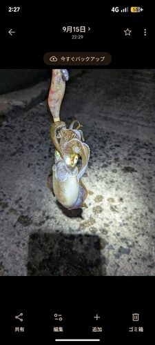 アオリイカの釣果