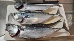 スマガツオの釣果