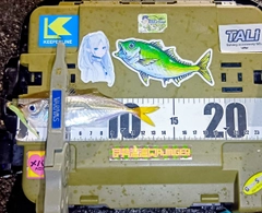 マアジの釣果