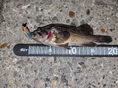 クロソイの釣果