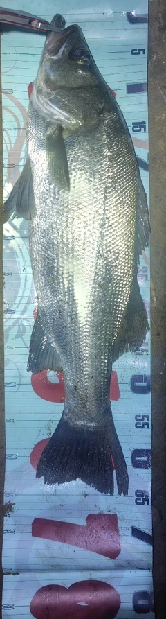 ヒラスズキの釣果