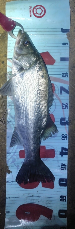 フッコ（ヒラスズキ）の釣果
