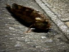 アラカブの釣果