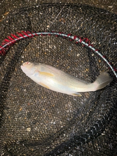 シログチの釣果