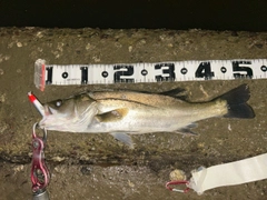 シーバスの釣果