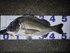 クロダイの釣果