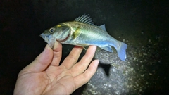 セイゴ（マルスズキ）の釣果
