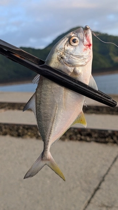 メッキの釣果
