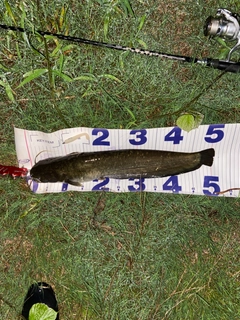 ナマズの釣果