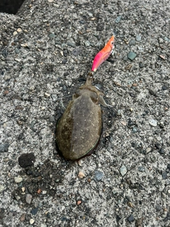 コウイカの釣果
