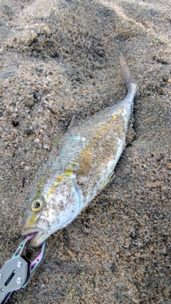 ショゴの釣果