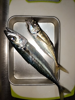 サバの釣果