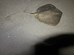 アカエイの釣果