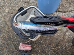 ウルメイワシの釣果