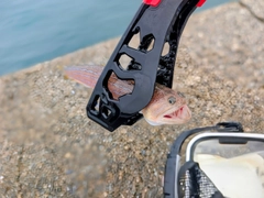 マエソの釣果