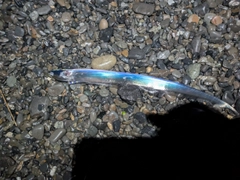 タチウオの釣果
