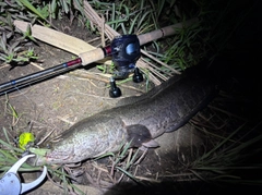 ライギョの釣果