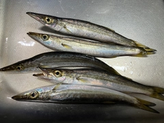 アカカマスの釣果