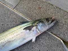 サワラの釣果