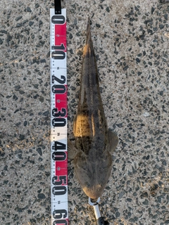 マゴチの釣果