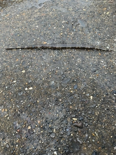 ヤガラの釣果