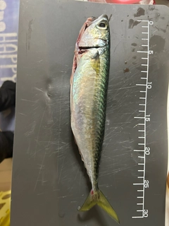 サバの釣果
