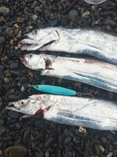 タチウオの釣果