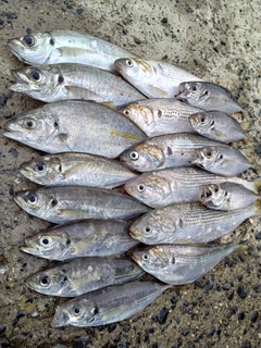 マアジの釣果